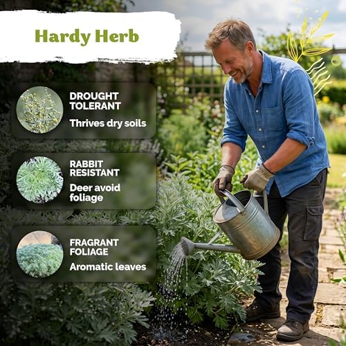1,250 Wormwood Heirloom Herb Seeds for Planting, Artemisia Absinthium - Image 4