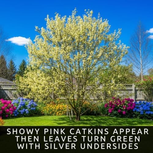 4 Pink Pussy Willow Tree Cuttings to Plant | Fast Growing Ornamental Willow (4 Cuttings) - Image 5