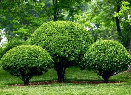 Nellie R. Stevens Holly Shrub - 6-12" Tall Live Plant - 3" Pot - Image 5