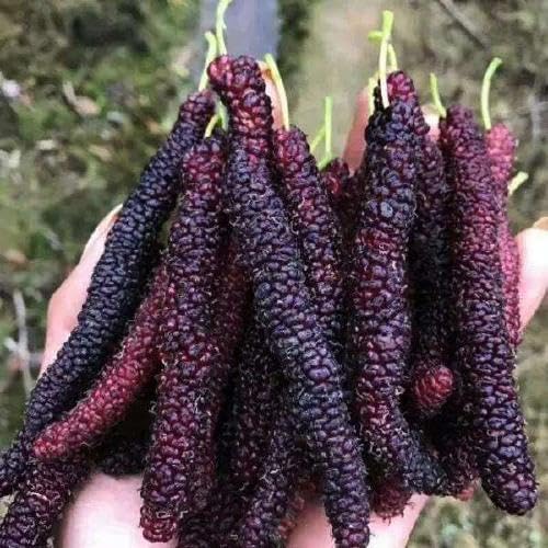 Pakistan Mulberry Tree Live Plant, 5-8" Mulberry Starter Plant - Image 4