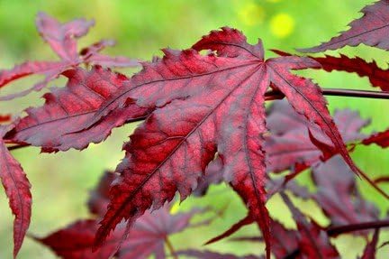 Purple Ghost Japanese Maple Live Tree – Acer palmatum ‘Purple Ghost’ – Rare Variegated Maple – Ornamental Landscape Tree – 3 Year Plant - Image 2