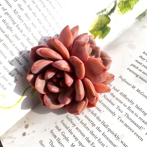 Echeveria Ariel Rare Live Succulent Plants, 2 Heads 3" Red, Bare Root Without Pot & Soil, Garden Indoor Office Desk Baby Shower Decoration, Friend Plant Lovers Gifts - Image 3