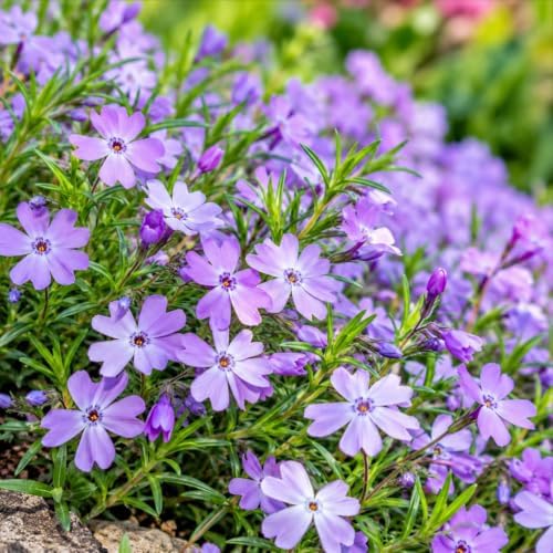 Emerald Blue Creeping Phlox Ground Cover - Live Plant - 4" Pot by Unknown