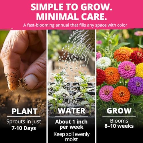 HOME GROWN Zinnia Seeds, Lilliput Mix, 600 Seeds, Zinnia elegans - Image 5