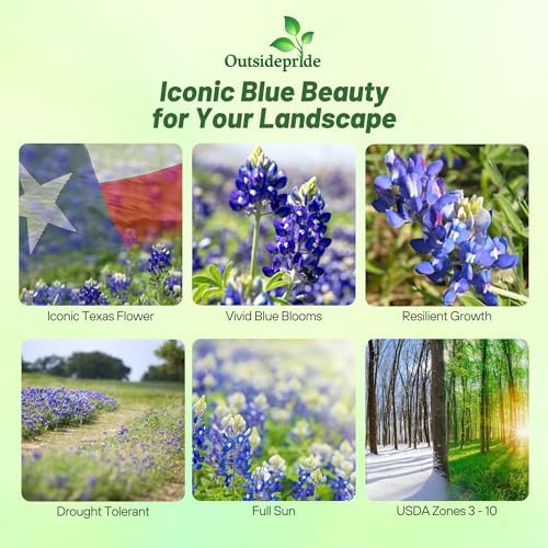 Outsidepride Texas Bluebonnet Seeds - 500 Pcs Annual Lupinus Texensis, Heirloom Quality, Drought-Tolerant Wildflower Seeds w/Blue Blooms for Vibrant Spring Displays, Landscape, & Attracts Pollinators - Image 2