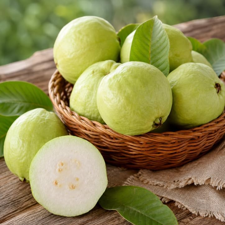White Guava Tree Live Plant 4-6 Inch Tall, Sweet Guava Plant, Tropical Fruit Tree with Fragrant White Flowers for Outdoor Garden in 4 Inch Pot - Image 5