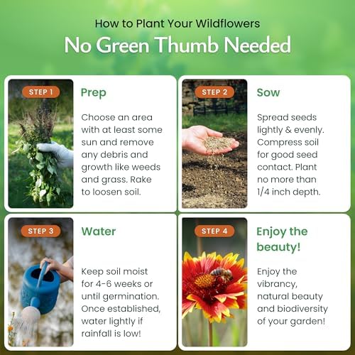 Partial Shade Wildflower Seed Mix, 37,000 Seeds, Covers 300 Sq Ft - Image 4