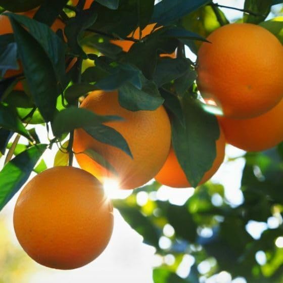 Valencia Orange Tree - 2-5 Inch Tall Live Plant - Potted Indoor/Outdoor Fruit Seedling - Citrus sinensis 'Valencia' - Image 3