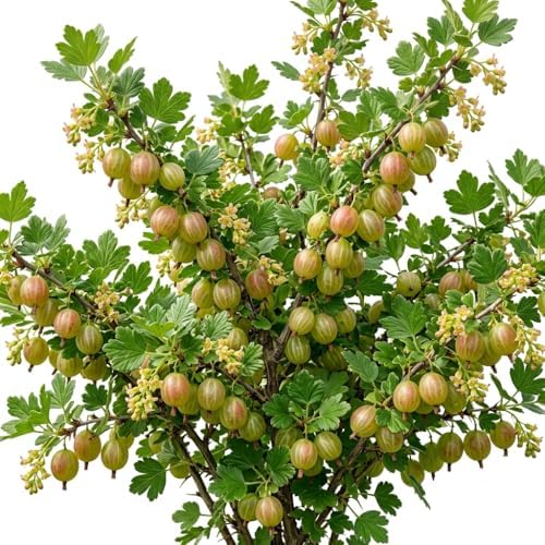 Live Pixwell Gooseberry Plant, Cold Hardy Gooseberry Shrub, Blush Pink Gooseberries Bush Stater Tree, 6-12" Tall by Unknown