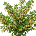Live Pixwell Gooseberry Plant, Cold Hardy Gooseberry Shrub, Blush Pink Gooseberries Bush Stater Tree, 6-12" Tall by Unknown