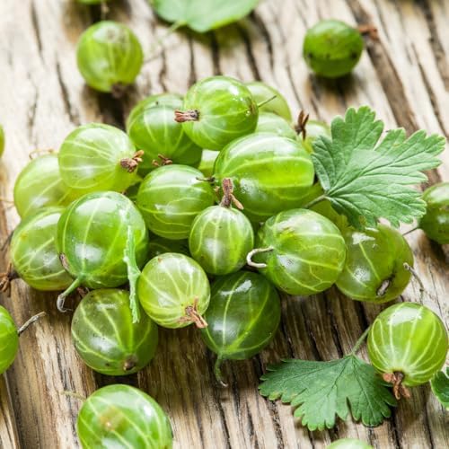 Sweet Gooseberry Plant, 5-7" Live Gooseberry Starter Plant in Soil - Image 5
