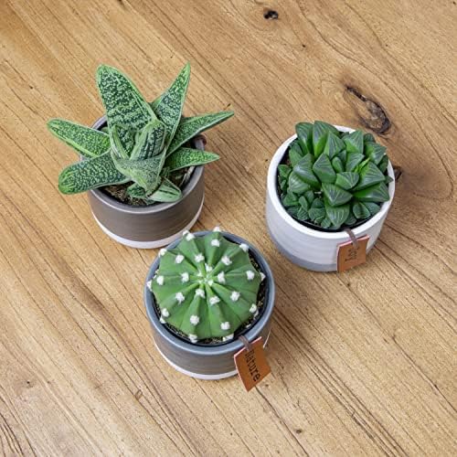 LoLite Cactus & Live Succulent Plants Set (3 Pack), Low Light Houseplants, Easy Plant Gift, Approx. 4-6 in. Tall, Mixed Haworthia, Gasteria & Cacti Varieties, Stylish 2-Tone Ceramic Pots Included - Image 3