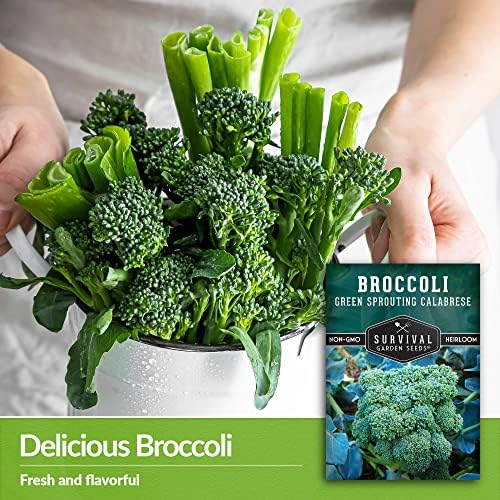 Green Sprouting Calabrese Broccoli Seeds for Planting (1 Pack) - Image 3