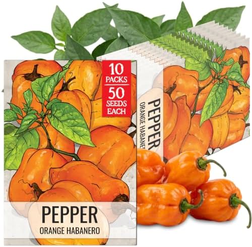 Seed Needs Orange Habanero Hot Pepper Seeds to Plant Vegetables - 10 Packs by SeedNeeds