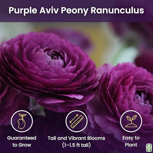 Purple Aviv Peony Ranunculus - 12 Largest Size Corms, Premium Ranunculus Bulbs, Vibrant Purple Flowers, Ideal for Garden Beds, Stunning Peony-Like Blooms - Image 2
