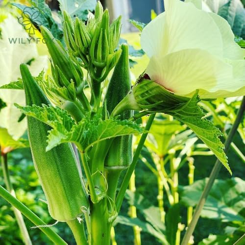Premium Okra Seeds - 100 Heirloom Seeds for Planting, Non-GMO, High Yield, Fast Growing, Heat-Resistant Vegetable Seeds for Home Garden & Outdoor Planting - Fresh, Crisp & Flavorful Okra - Image 6