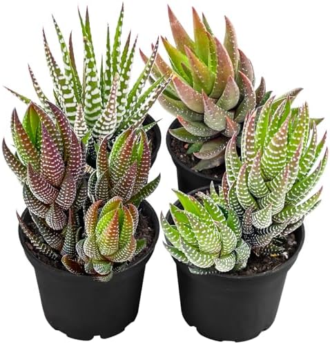 Live Succulent Plants (4 Pack Haworthia Varieties), Fully Rooted by TNG