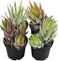 Live Succulent Plants (4 Pack Haworthia Varieties), Fully Rooted by TNG