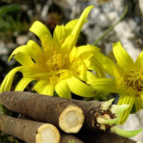Seeds Oyster Plant Black Root - Salsify Scorzonera - Heirloom Vegetable - GMO Free - Image 3