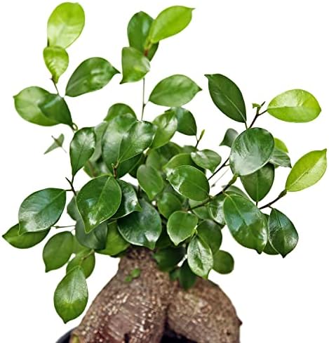 Live Ginseng Ficus, Ficus Retusa, Taiwan Ficus, Banyan Fig, Bonsai Houseplant, Birthday Gift, Housewarming Gift for The Home, Plant Lover Gift, Live Potted Houseplant in 6" Pot - Image 3