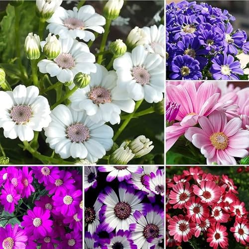 1100+ Cineraria Flower Seeds for Planting - Captivating Garden Blooms Non GMO Heirloom Garden, Indoor Pots and Shade Gardens by WivolibeSeeds