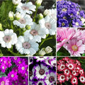 1100+ Cineraria Flower Seeds for Planting - Captivating Garden Blooms Non GMO Heirloom Garden, Indoor Pots and Shade Gardens by WivolibeSeeds