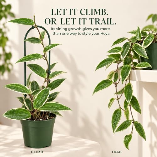 Hoya Macrophylla Variegata Live Plant | Hoya Variegated Starter Plants - Image 5