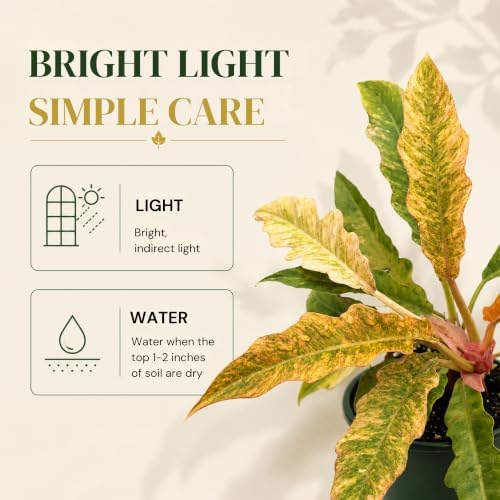 Philodendron Golden Serratum Marble Live Plant, 4 Inch Variegated - Image 4