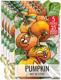 Seed Needs Wee Be Little Pumpkin Seeds to Plant Vegetables - 5 Packs by SeedNeeds