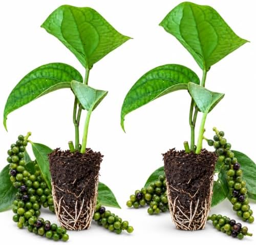 2 Black Pepper Live Plant Piper Nigrum Herb 4-6in Tall Spice Plant (2 Pack) by Unknown