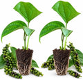 2 Black Pepper Live Plant Piper Nigrum Herb 4-6in Tall Spice Plant (2 Pack) by Unknown