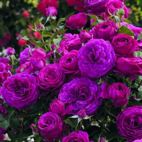 Purple Rose Live Plant, Flower Rose Plant, 5-9 Inch Tall - Image 3
