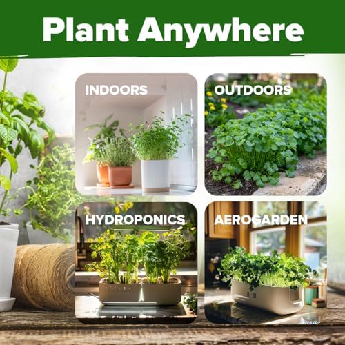 HOME GROWN Calypso & Santo Cilantro Seeds, 500 Seeds, Coriandrum sativum - Image 5