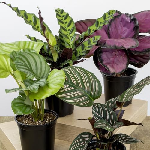 Pet Safe Calathea Plant 4PK, Prayer Plants Live Houseplants, 4 in. Pots - Image 2