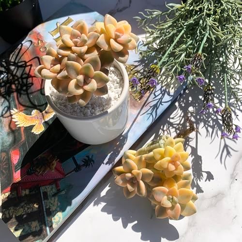 Graptoveria Paraguayense Bernalense Variegated Succulent, 3" Cluster - Image 5