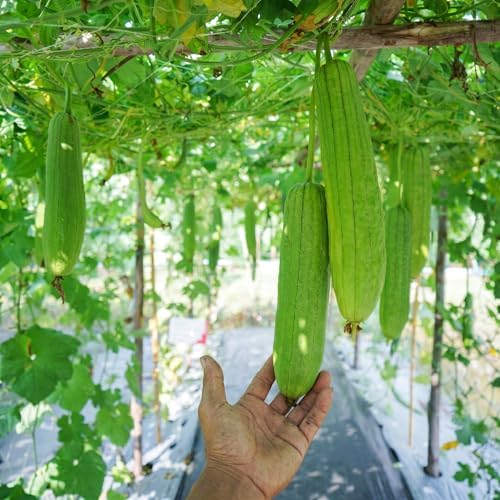 40 Loofah (Luffa) Gourd Seeds for Planting - Dual-Use Sponge and Edible Vine, Heirloom, Non-GMO, USA Grown by RDR Seeds - Image 5