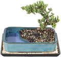Brussel's Bonsai - Medium Juniper Live Bonsai Tree with Tray, Indoor Plant by BrusselsBonsai