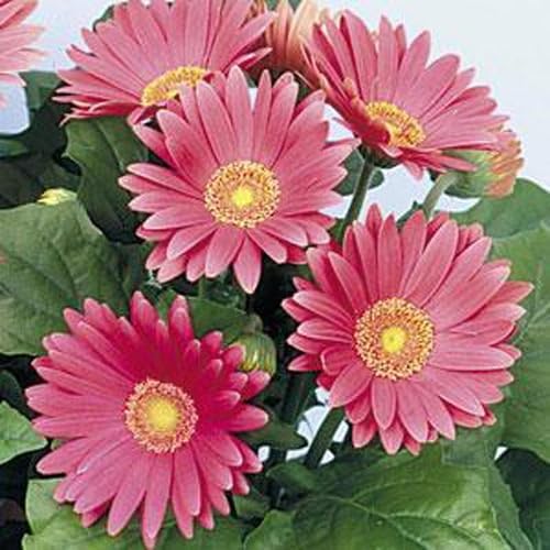 Outsidepride Rose Shades Gerbera Seeds - 10 Pcs Perennial, Compact & Low Maintenance, Flower Seeds for Planting w/Vibrant Rose Blooms, Ideal for Garden Landscaping & Cut Flower Arrangements by Outsidepride