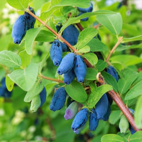 Aurora Honeyberry (Haskap) Shrub - 6-12" Tall Live Plant - Image 6