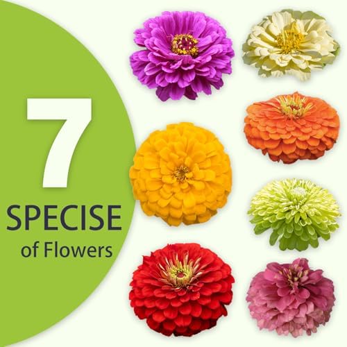 Zinnia Seeds Bulk 10,000+ | Outdoor Flower for Planting | Zinnia Seeds for 2026 | Mixed Colors & Large Blooms for Gardens| High Germination, Beginner-Friendly & Giftable Packaging - Image 3