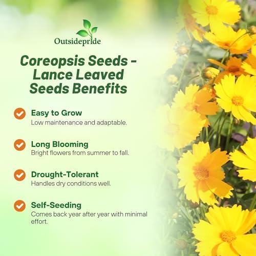 Outsidepride Lance-leaved Coreopsis Seeds - 1 lb. Perennial, Humidity & Drought Tolerant Flower Seeds for Planting Clumping Vibrant Golden Blooms, Ideal for Xeriscaping and Low Maintenance Gardens - Image 3