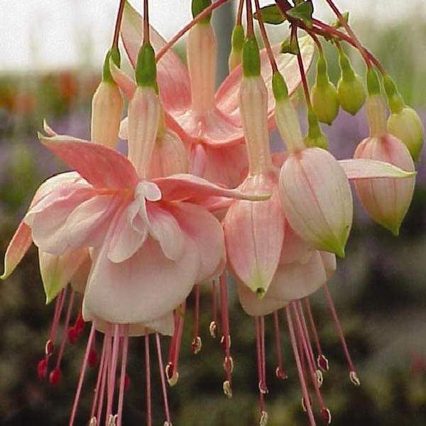 one Live Southgate Fuchsia Fuschia Plant (White/Pink) Bush Shrub Butterfly Hummingbird Attraction pollinator in a 5" Pot, Well Rooted Flowers semi-Shade by Unknown