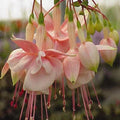 one Live Southgate Fuchsia Fuschia Plant (White/Pink) Bush Shrub Butterfly Hummingbird Attraction pollinator in a 5" Pot, Well Rooted Flowers semi-Shade by Unknown