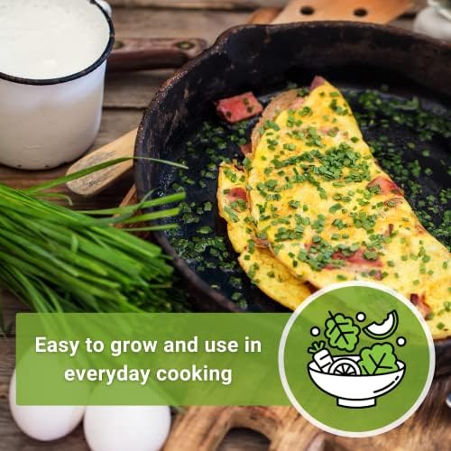 Sow Right Seeds - Common Chives Seeds for Planting Your Own Herb Garden 3pk - Image 5