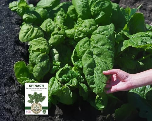 Collards, Kale, Spinach Seeds - Power Greens Variety Pack Collection: - Image 5