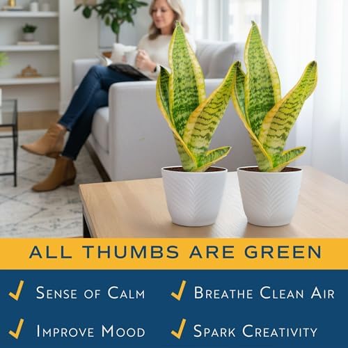 Costa Farms Snake Plant, Live Indoor Plant, Air Purifying, Low Light, Easy - Image 5