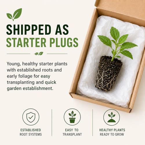 Lamb’s Ear ‘Silver Carpet’ Live Plant Start Plugs | Soft Silvery Foliage Perennial | Drought Tolerant Ground Cover | Deer Resistant Garden Plants | Hardy Outdoor Landscaping Plants (5 Plants) - Image 4