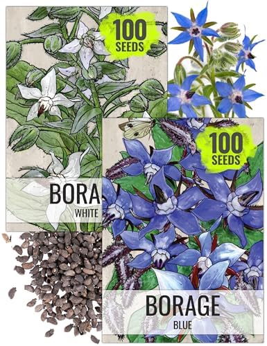 Seed Needs Borage Seeds Variety Pack of 2 - Non-GMO & Heirloom Herb Garden by SeedNeeds