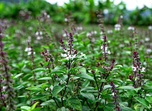 Seed Needs Thai Basil Seeds to Plant an Herb Garden - 2 Packs - Image 3
