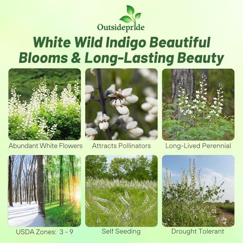 Outsidepride White Wild Indigo Seeds for Planting - 100 Pcs Perennial Flowers with Tall Growth Habit, Cold Tolerant, Nitrogen-Fixing Legume Plants, for Cooler Climates, & Pollinator Gardens - Image 2